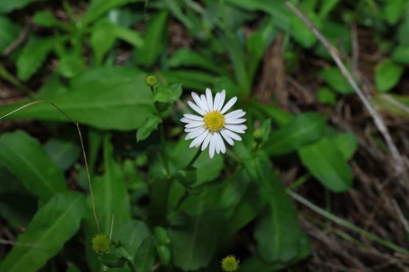 Calotis cuneata photo 7