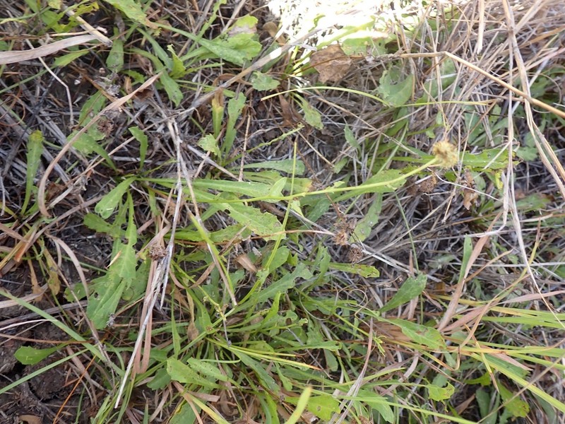 Calotis cuneata photo 8