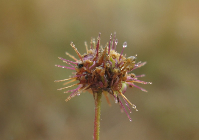 Wedgeleaf photo 3