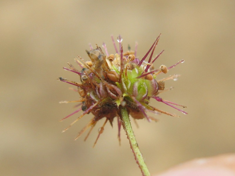 Wedgeleaf photo 4