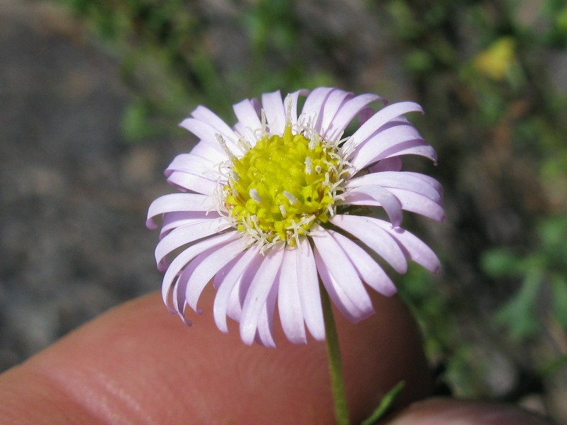 Wedgeleaf photo 5
