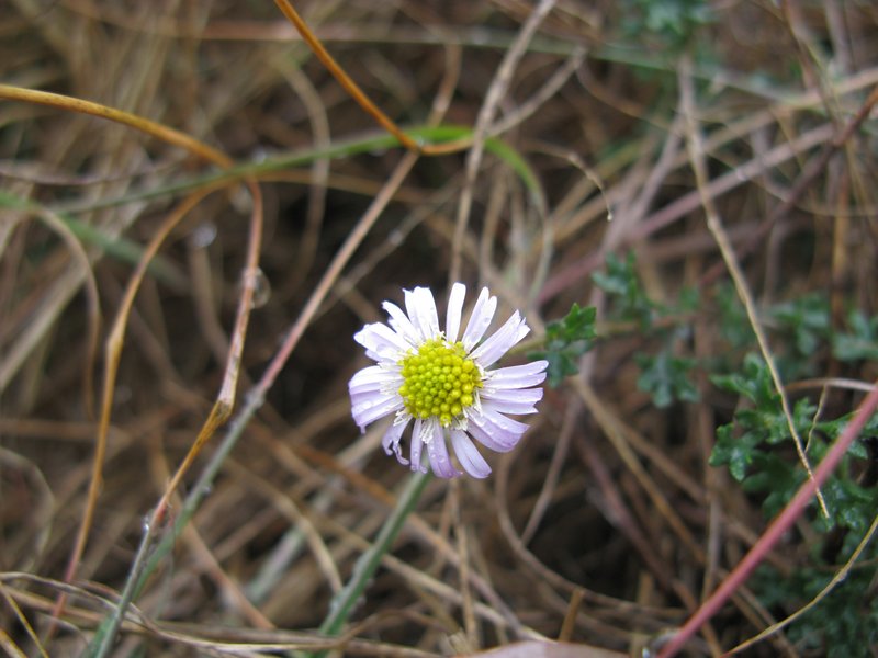 Wedgeleaf photo 7