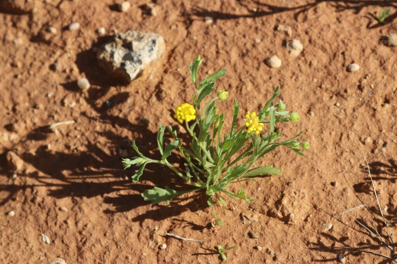 Calotis cymbacantha photo 2