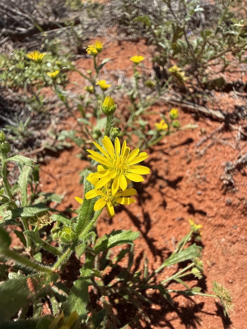 Calotis cymbacantha photo 3