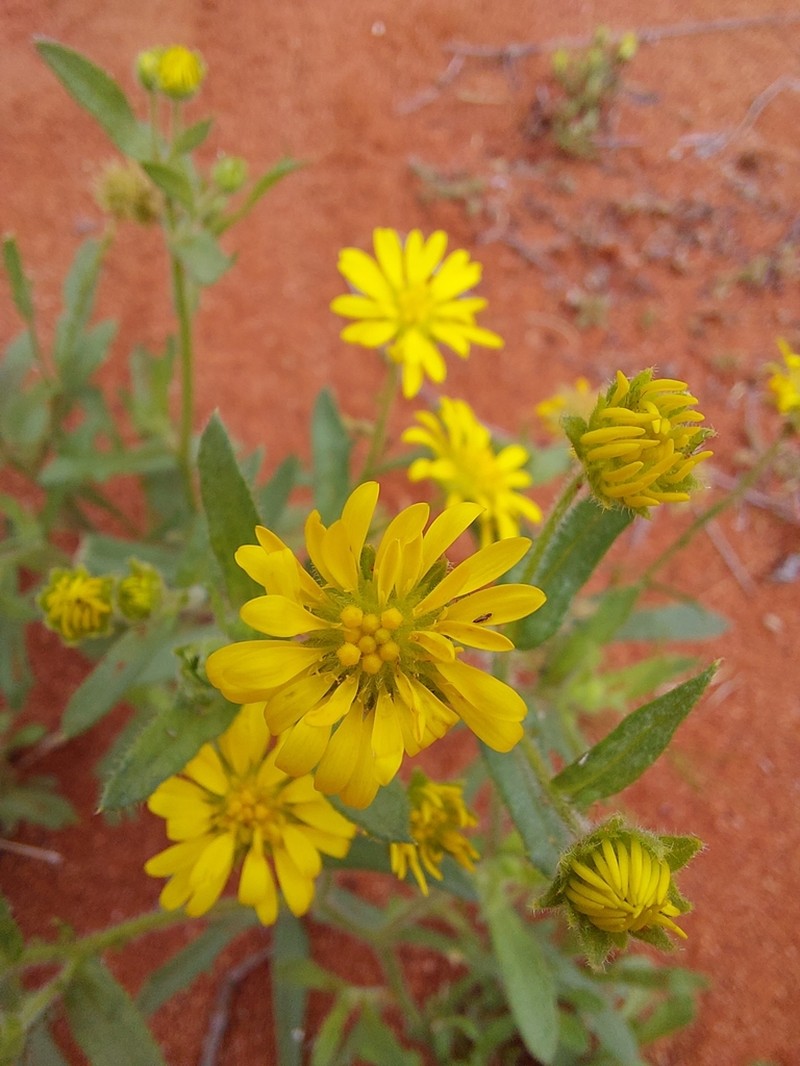 Calotis cymbacantha photo 4