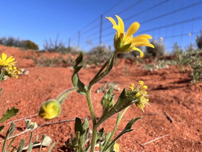 Calotis cymbacantha photo 5