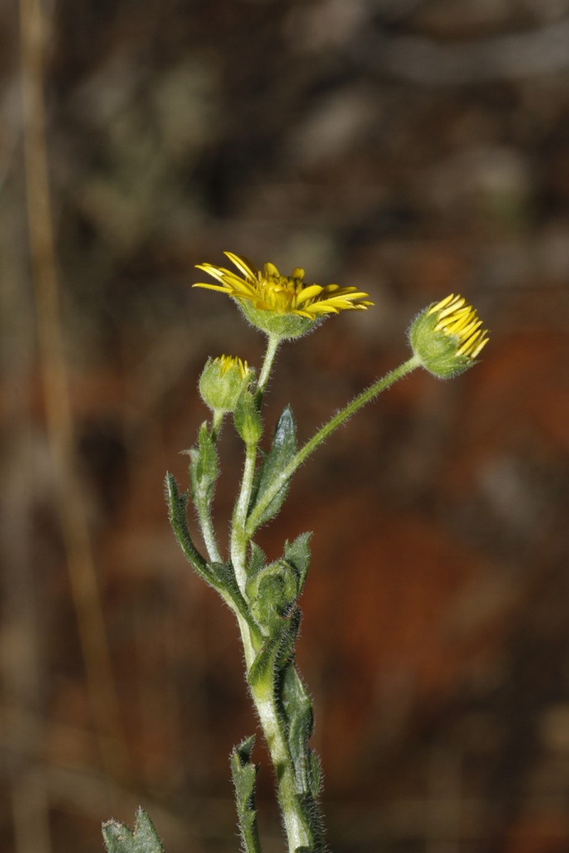 Calotis cymbacantha photo 6