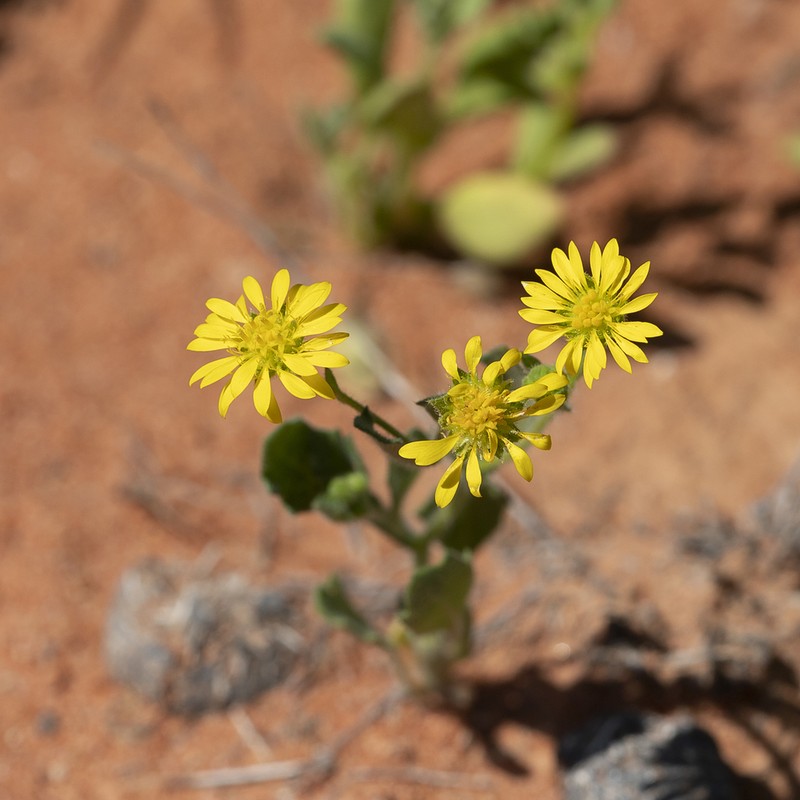 Calotis cymbacantha photo 7