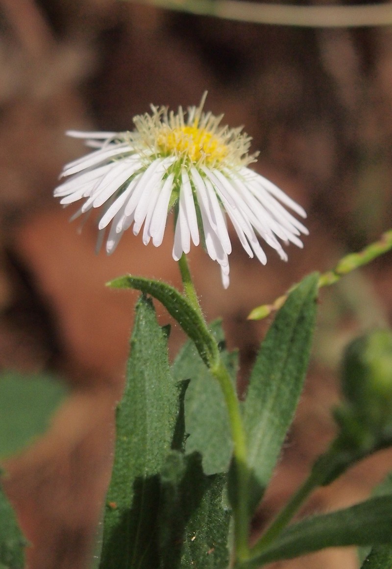 Calotis dentex