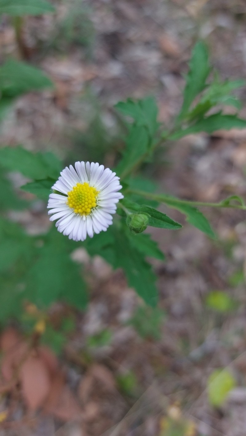 Calotis dentex photo 2