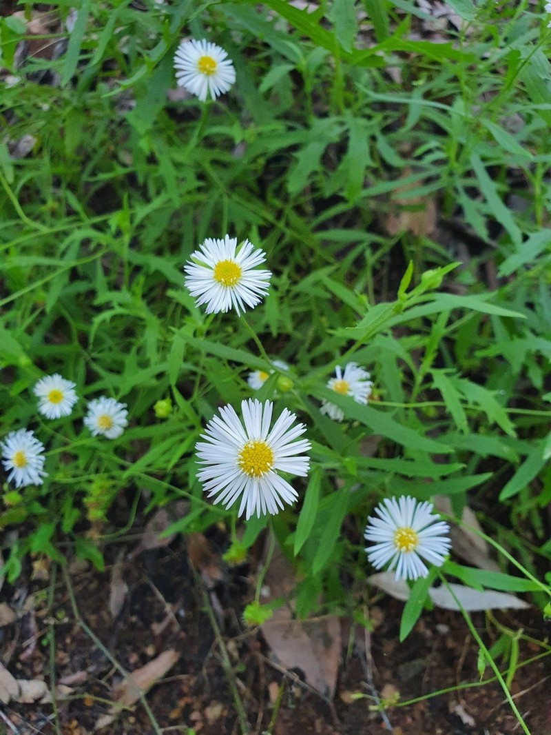 Calotis dentex photo 3