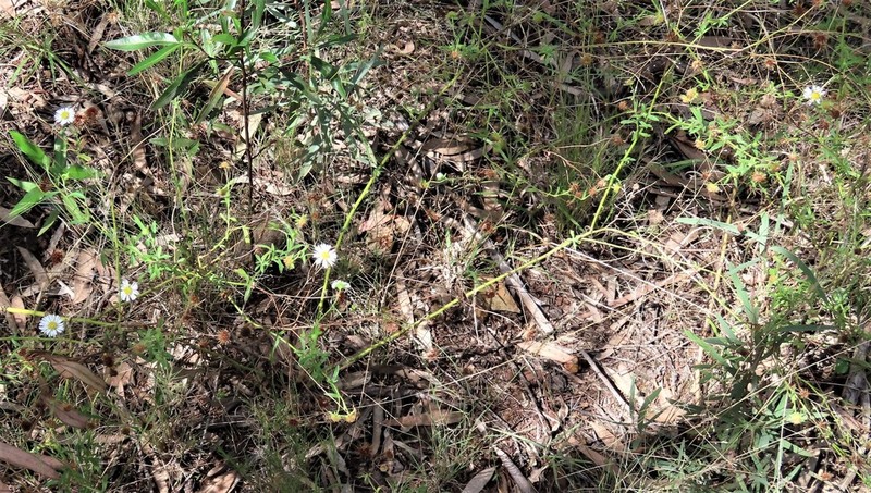 Calotis dentex photo 5