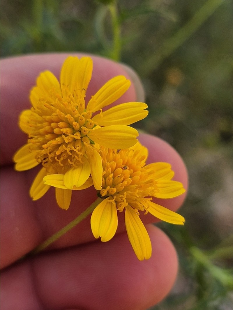 Calotis erinacea