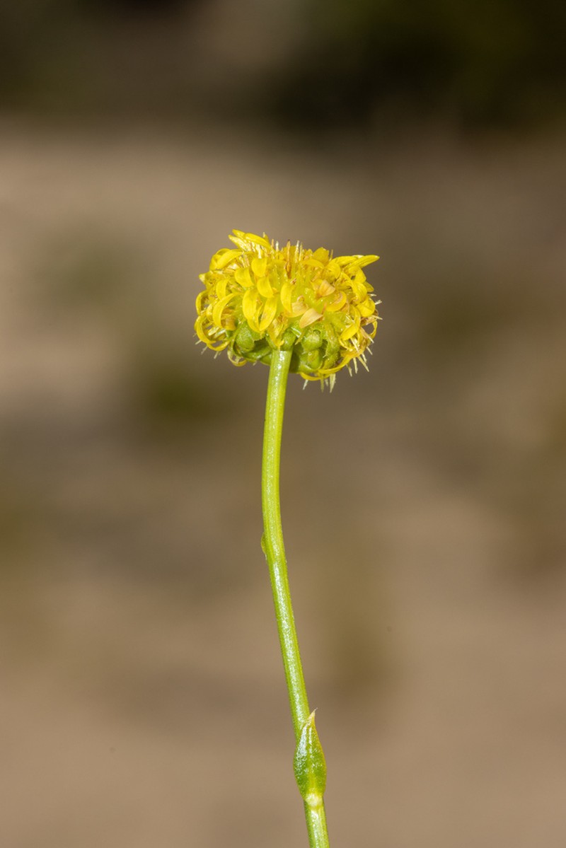 Calotis erinacea photo 3