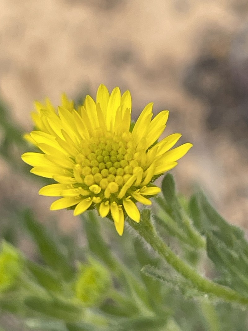 Calotis erinacea photo 4