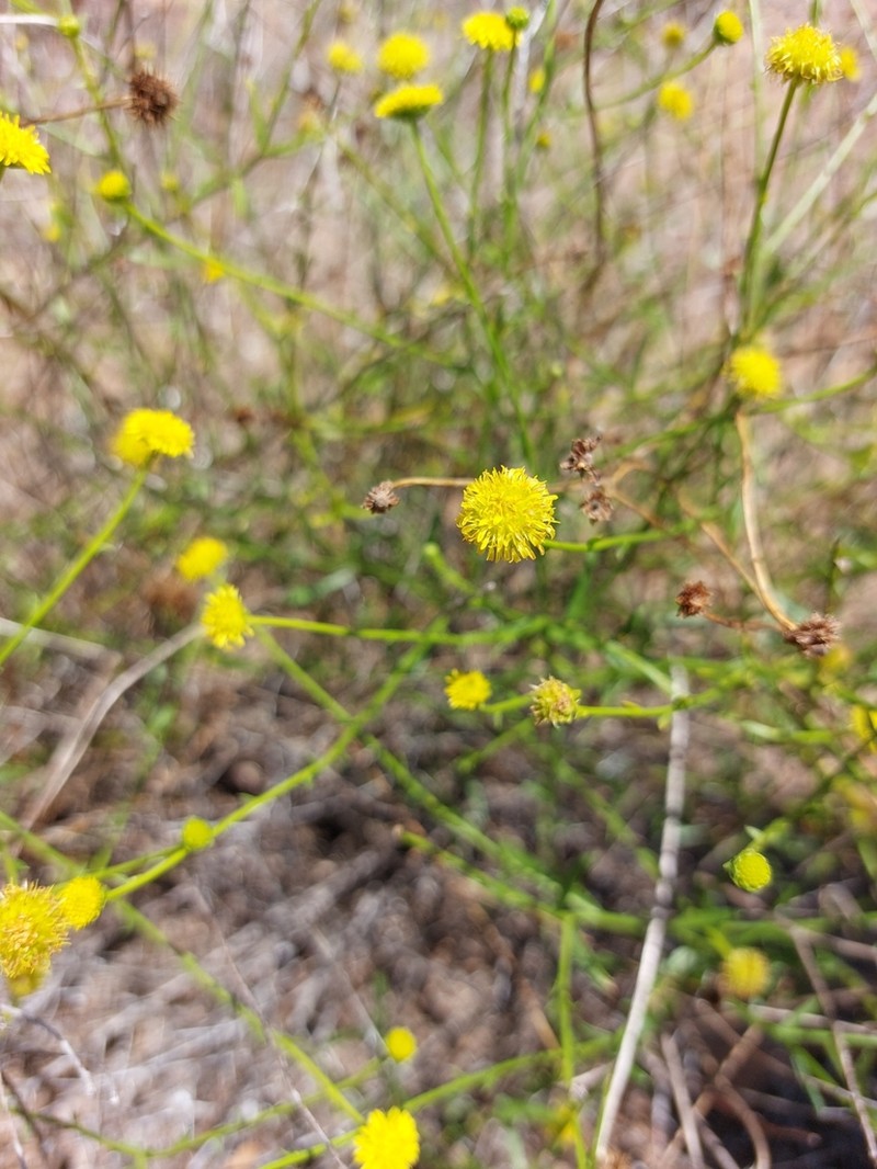 Calotis erinacea photo 5