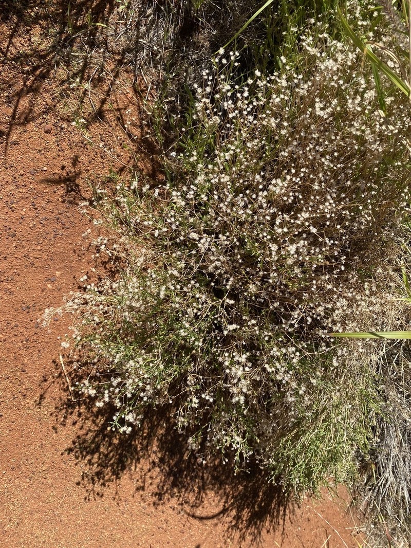 Calotis erinacea photo 6