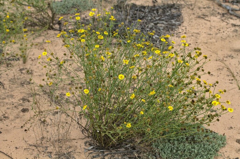 Calotis erinacea photo 8