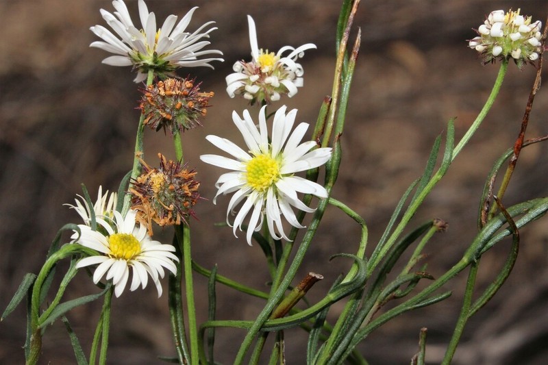 Calotis glabrescens