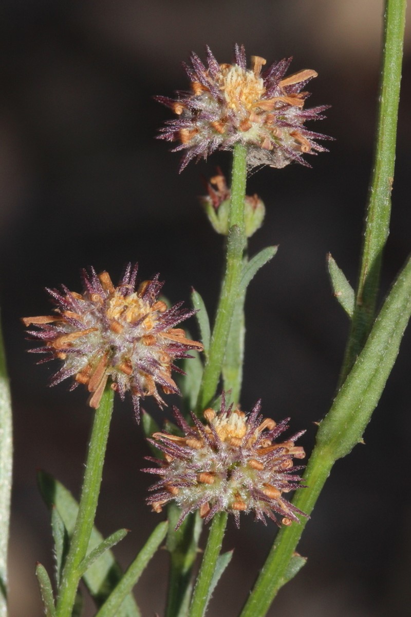 Calotis glabrescens photo 2