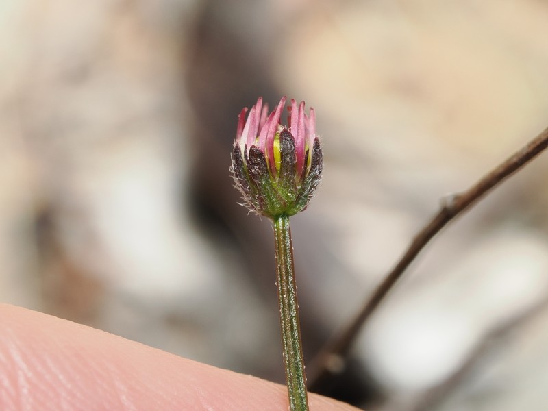 Calotis glabrescens photo 3
