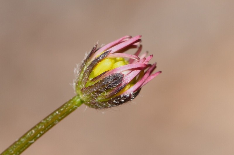 Calotis glabrescens photo 4