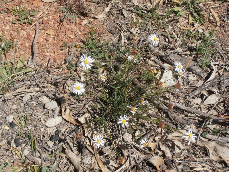 Calotis glabrescens photo 6