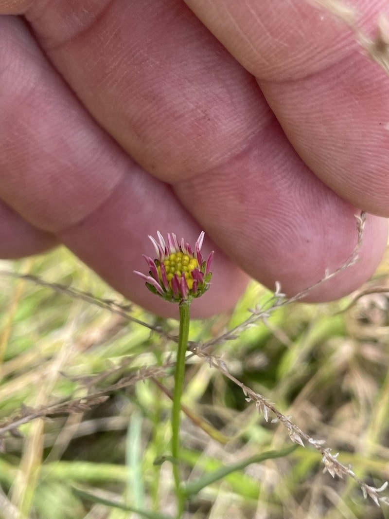 Calotis glabrescens photo 8