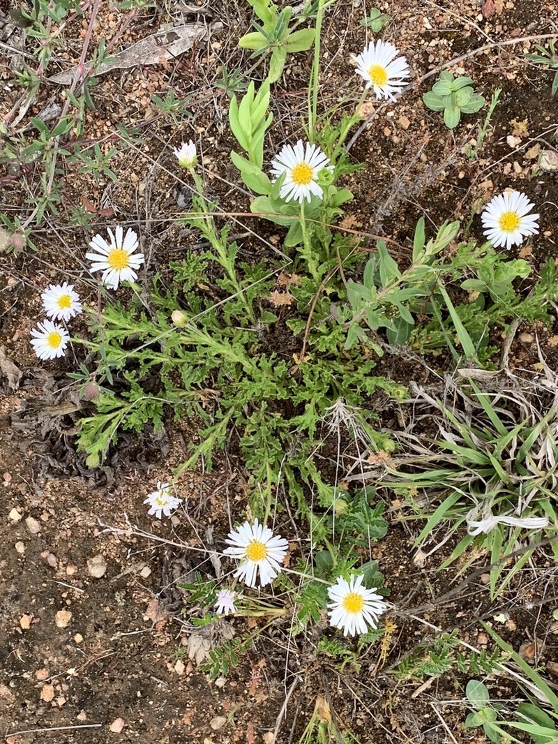 Calotis glandulosa