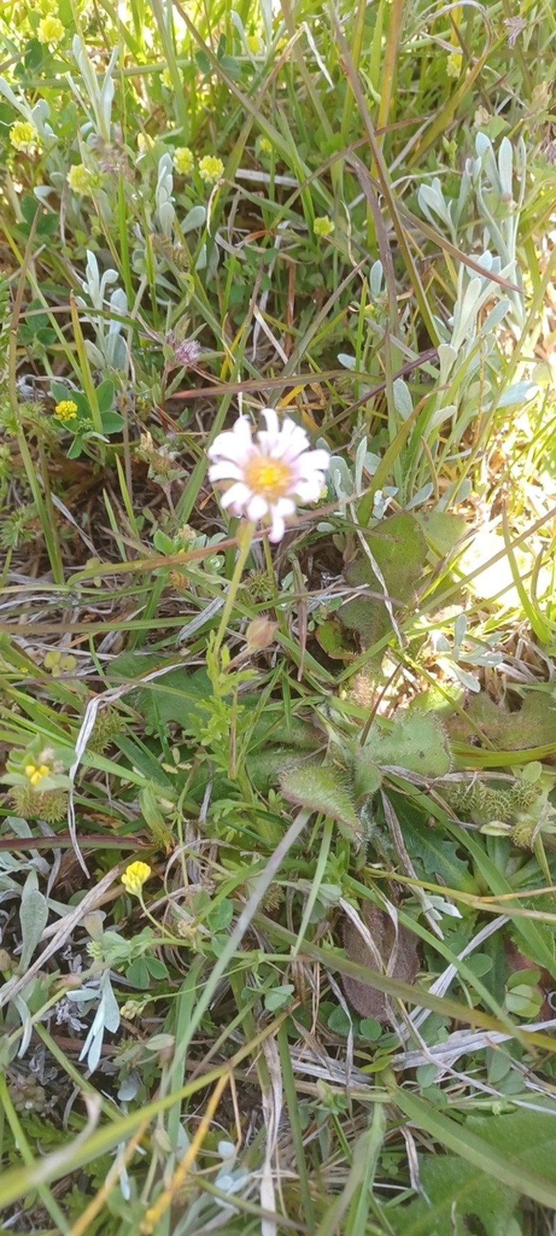 Calotis glandulosa photo 2