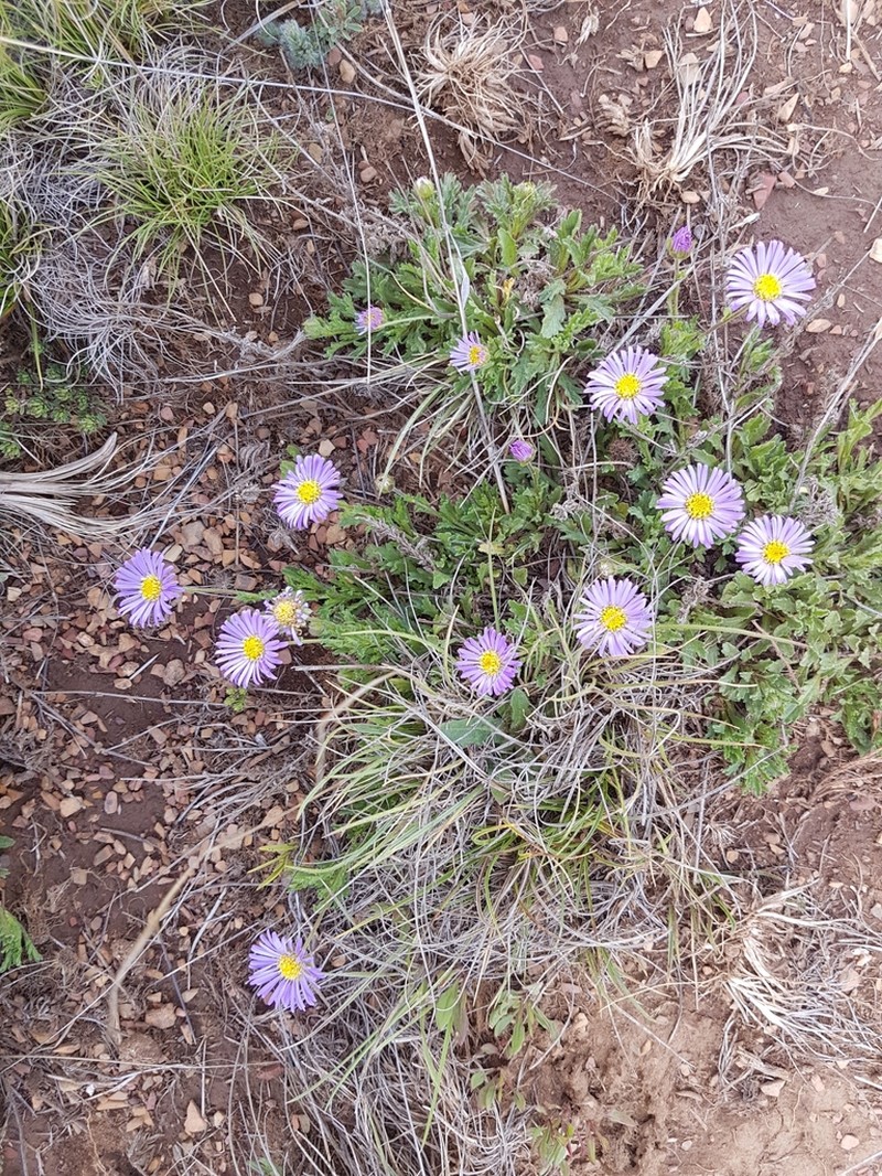 Calotis glandulosa photo 3
