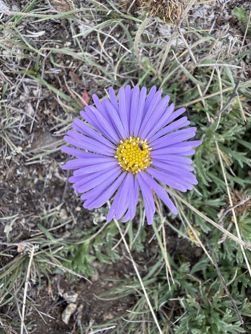 Calotis glandulosa photo 4