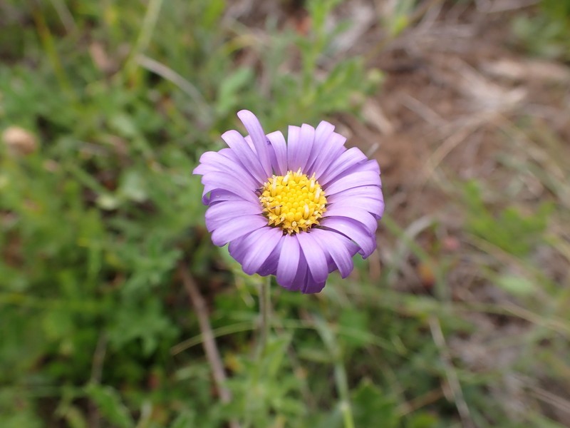 Calotis glandulosa photo 5