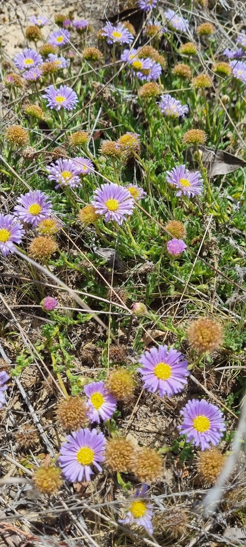 Calotis glandulosa photo 6