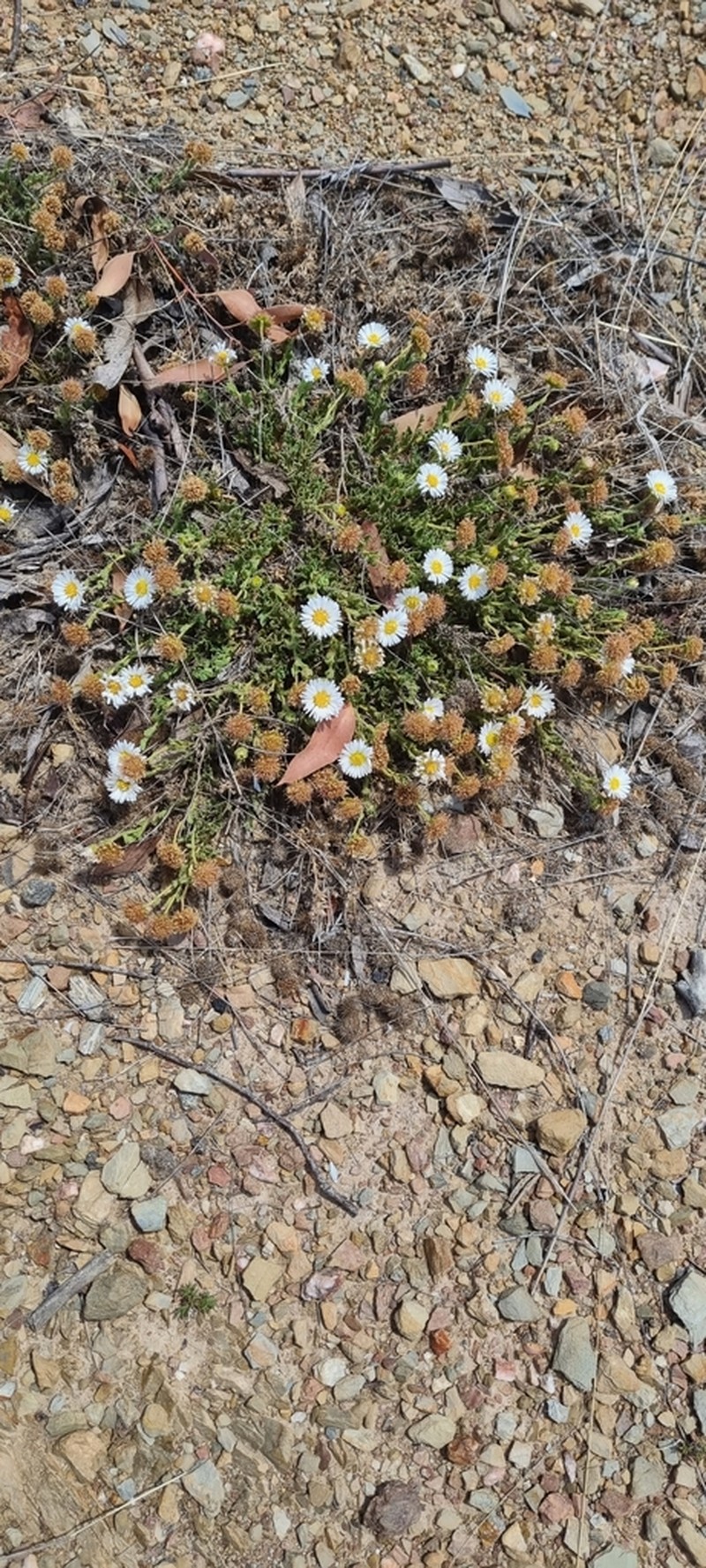 Calotis glandulosa photo 7