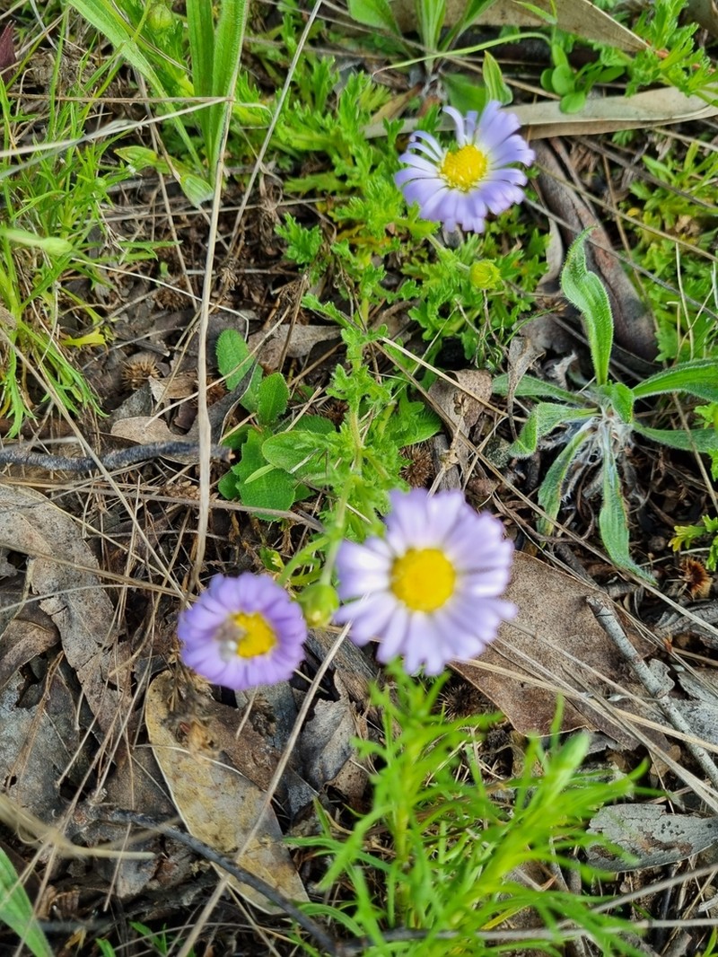 Calotis glandulosa photo 8