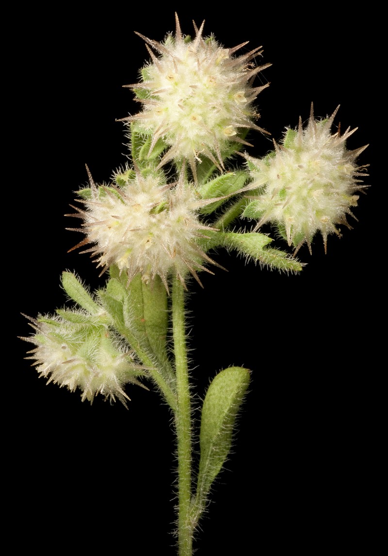 Calotis hispidula