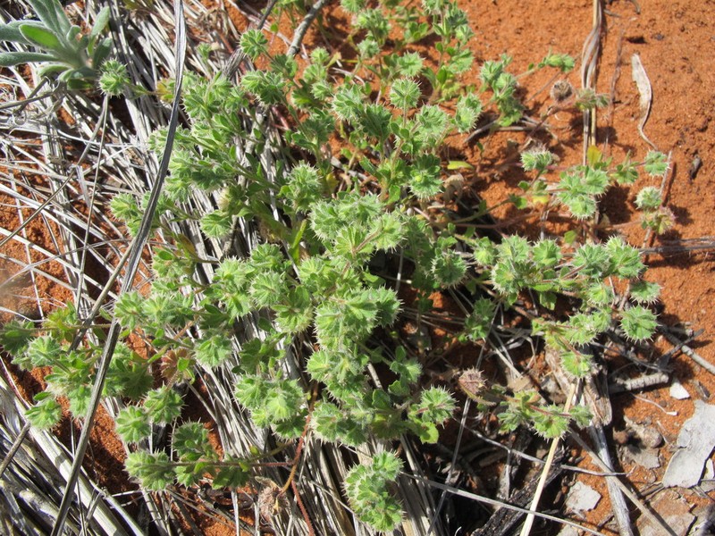 Calotis hispidula photo 3