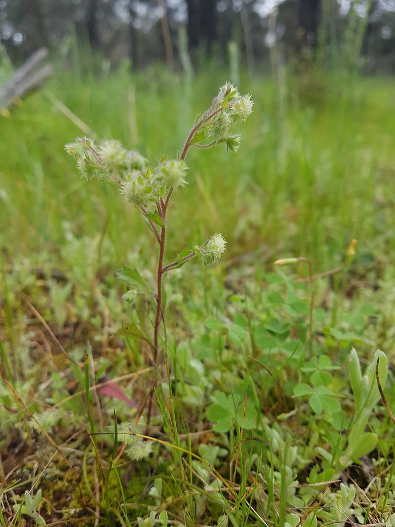 Calotis hispidula photo 4