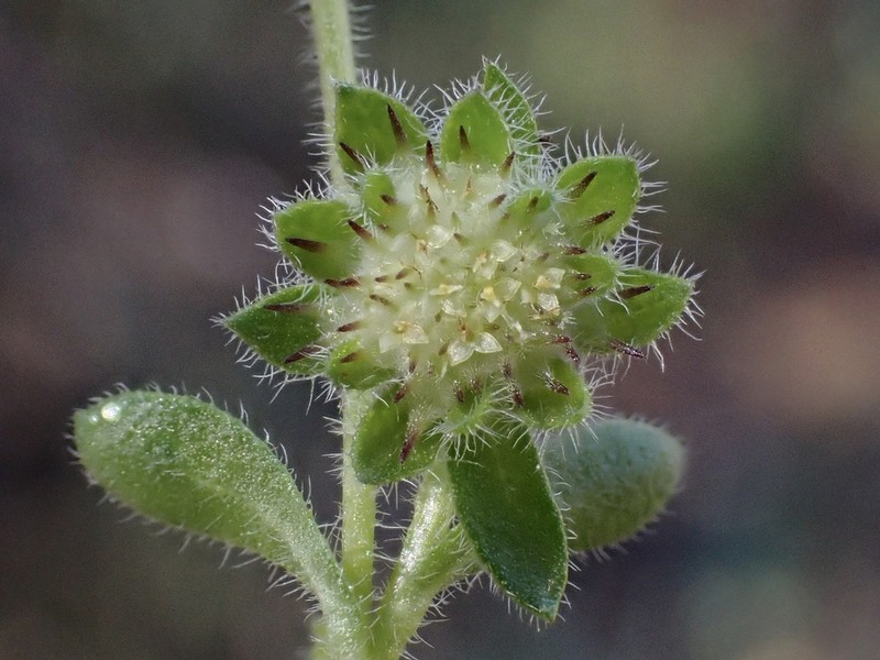 Calotis hispidula photo 5