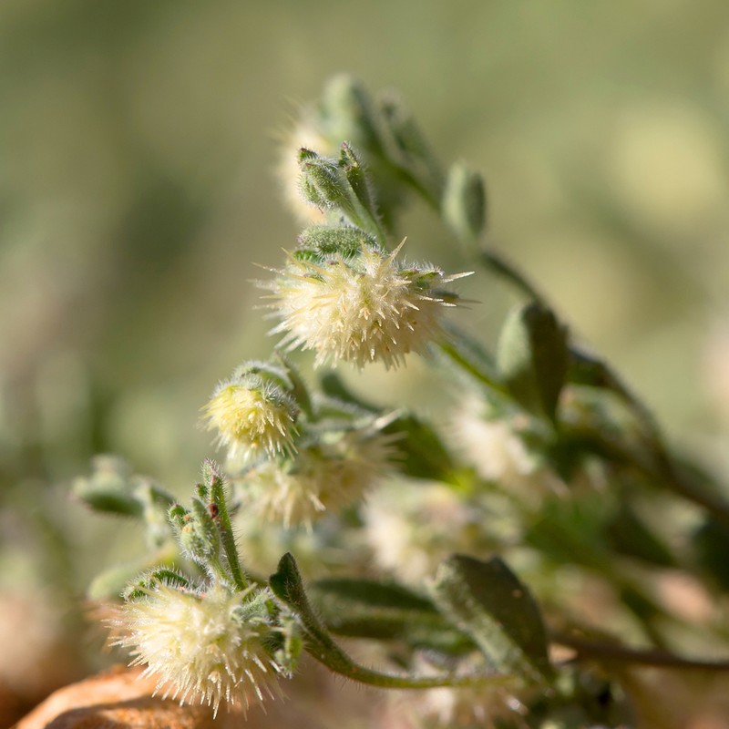 Calotis hispidula photo 6