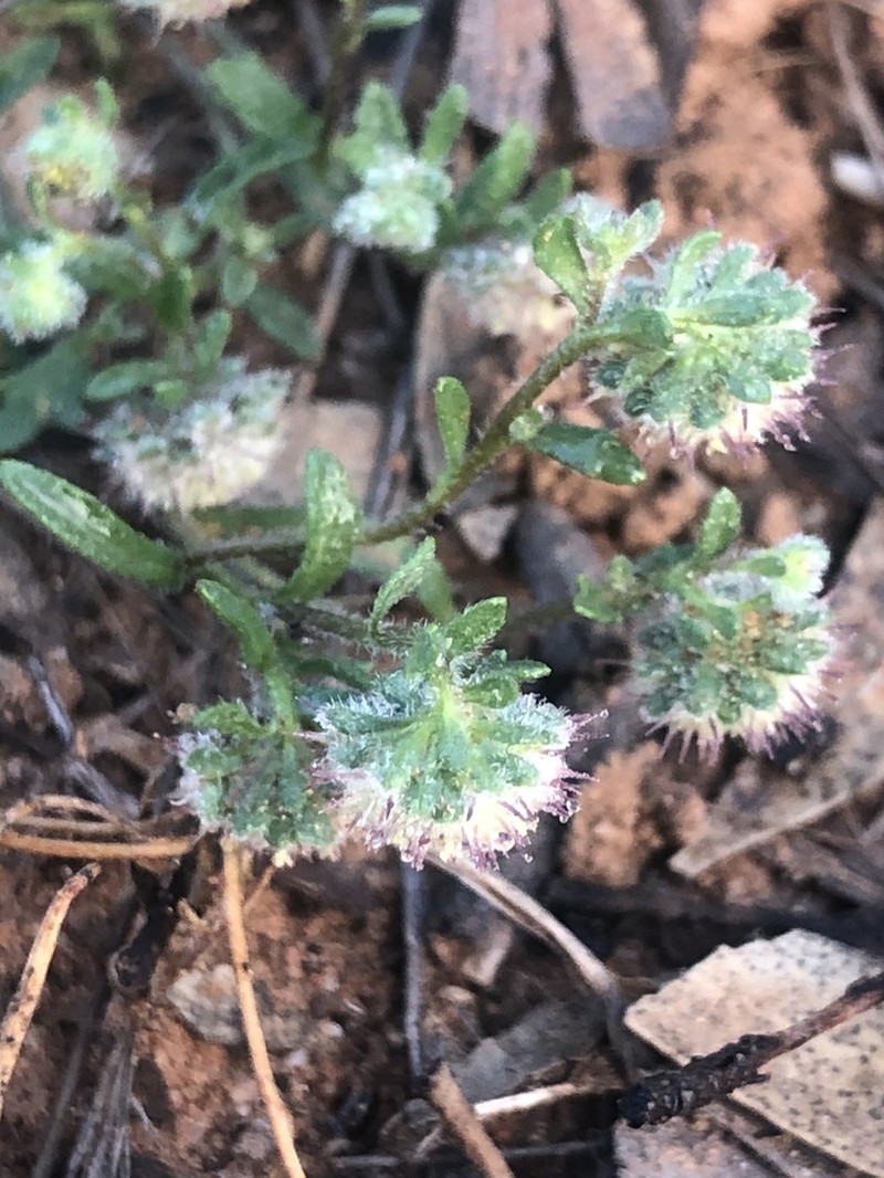 Calotis hispidula photo 7