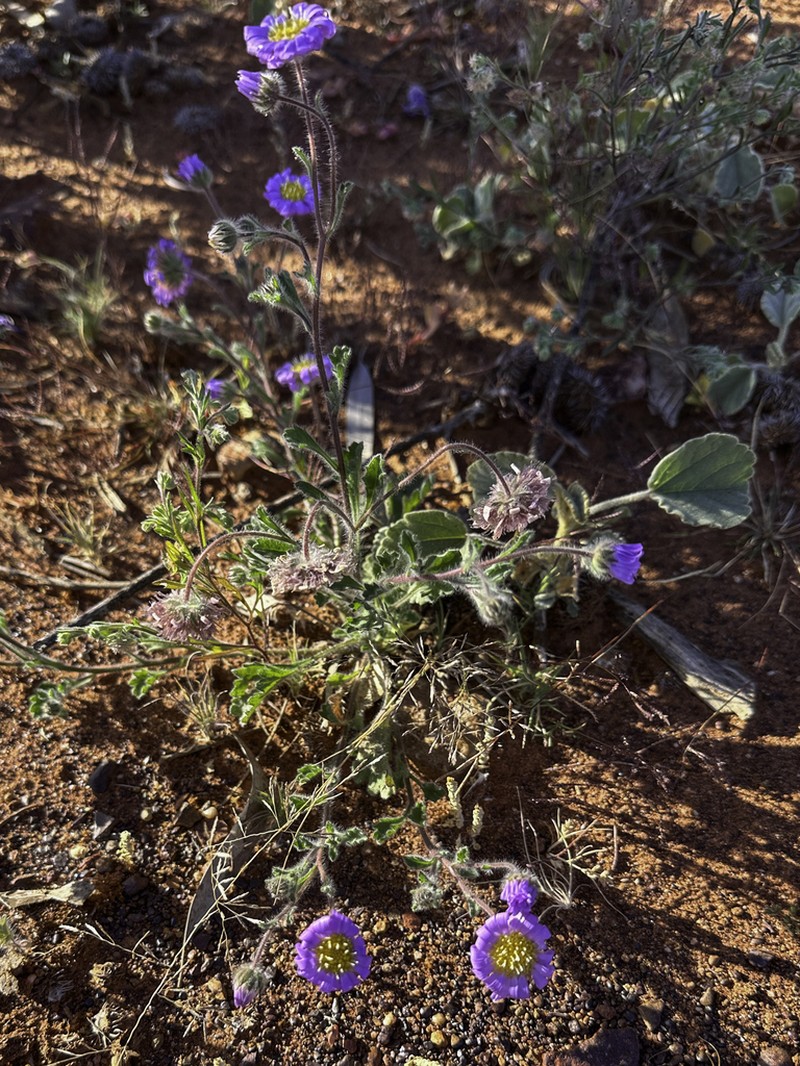Calotis inermis