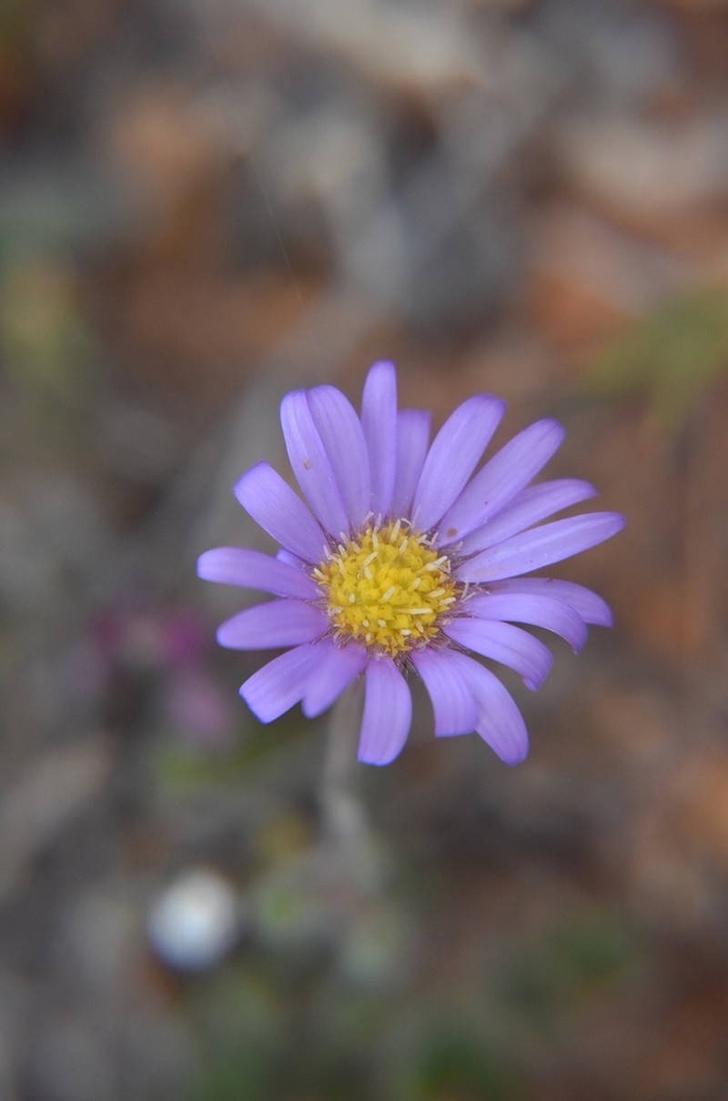 Calotis inermis photo 2