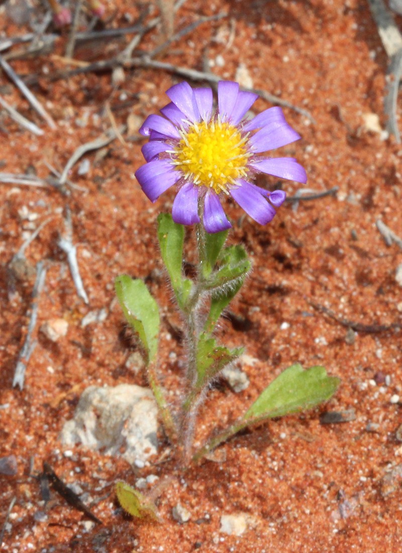 Calotis inermis photo 3