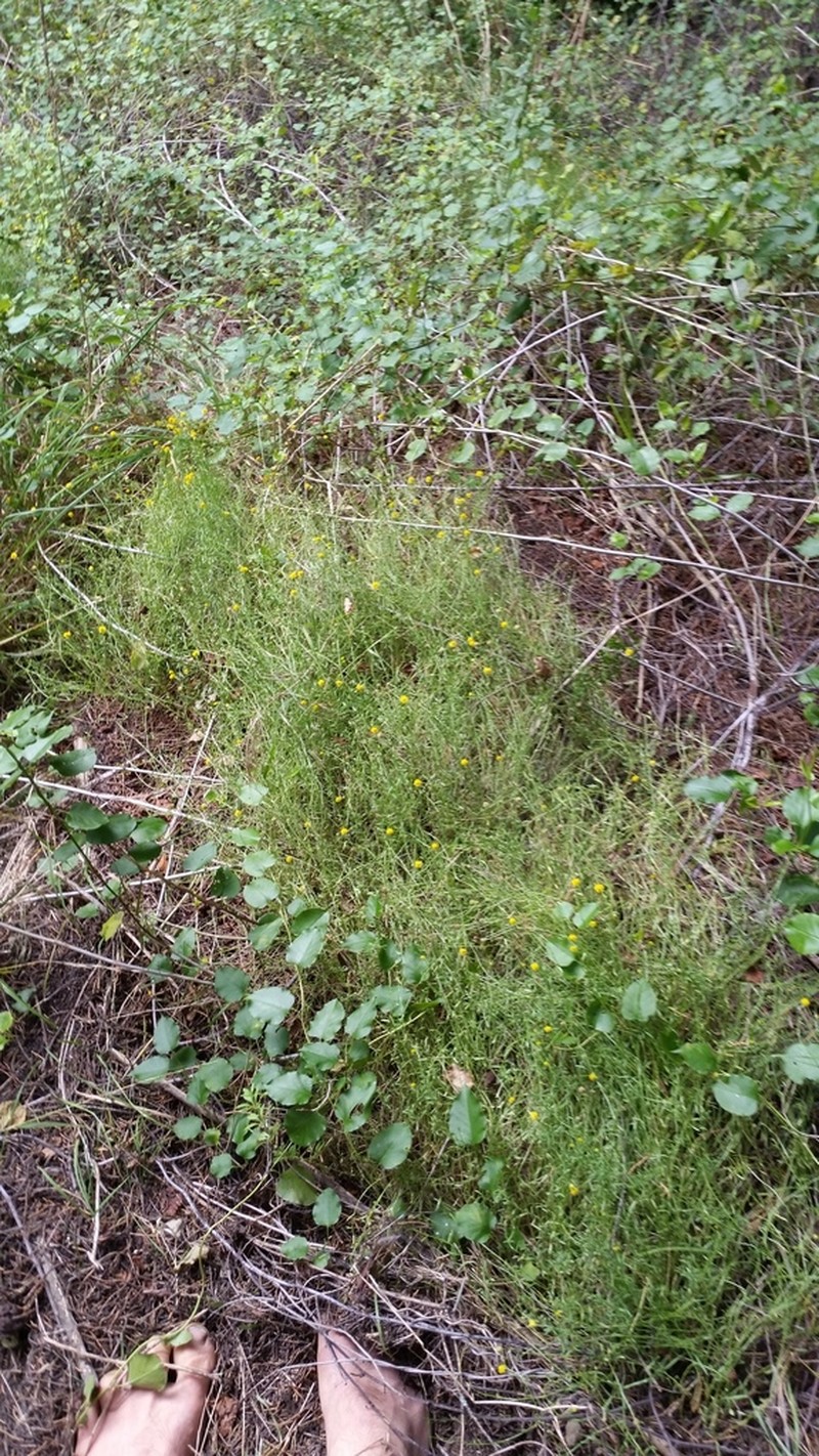 Calotis lappulacea photo 2