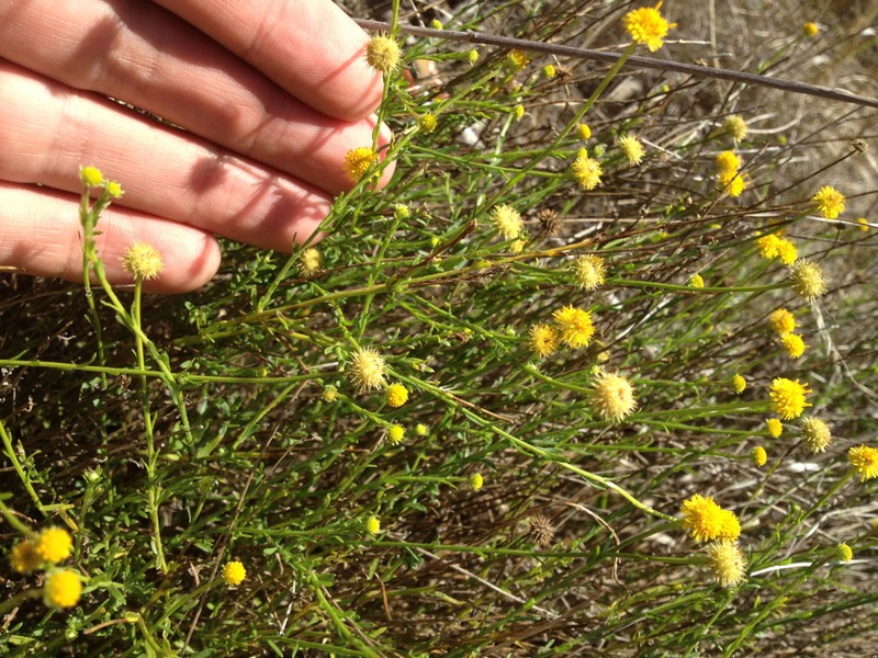 Calotis lappulacea photo 3
