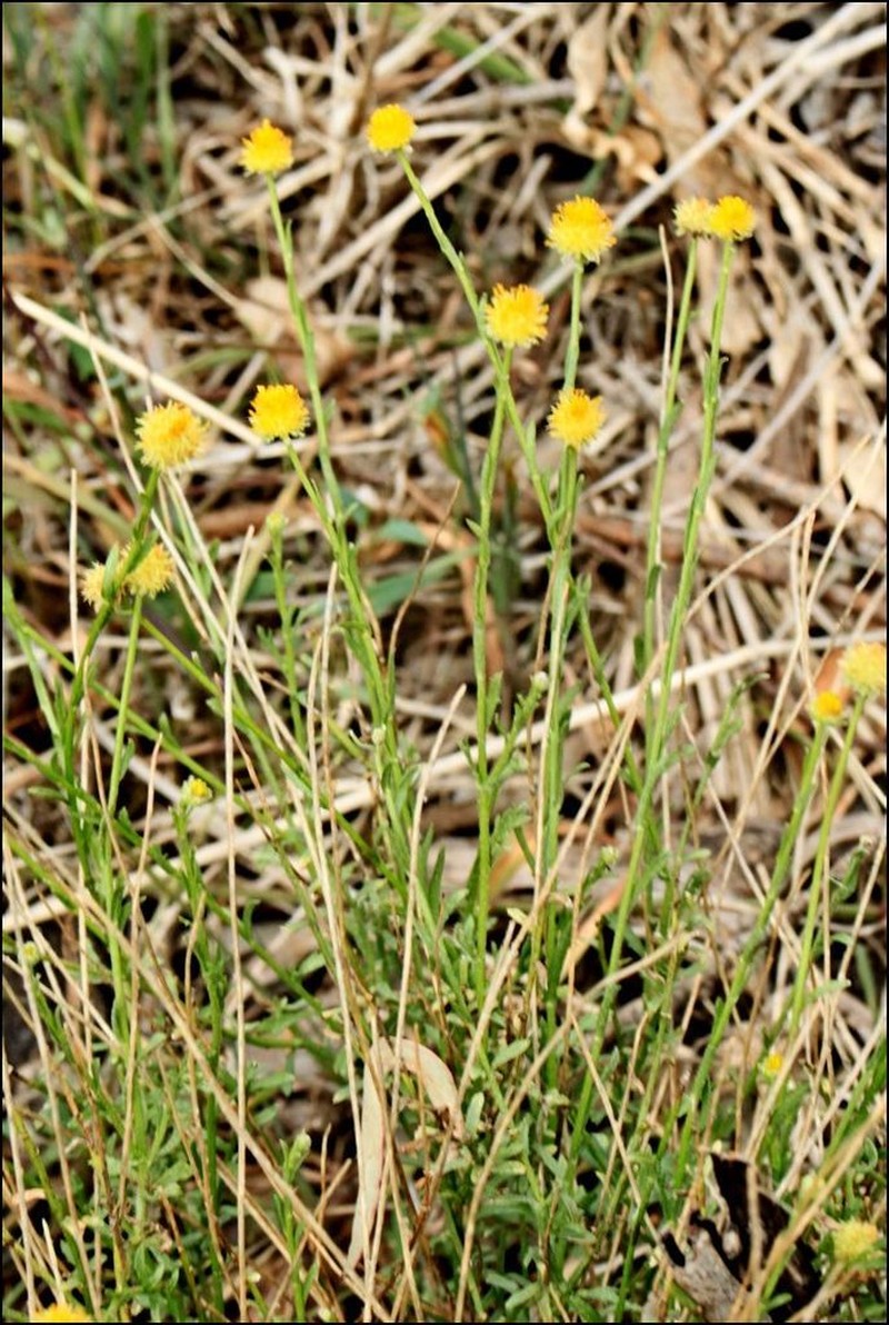 Calotis lappulacea photo 4