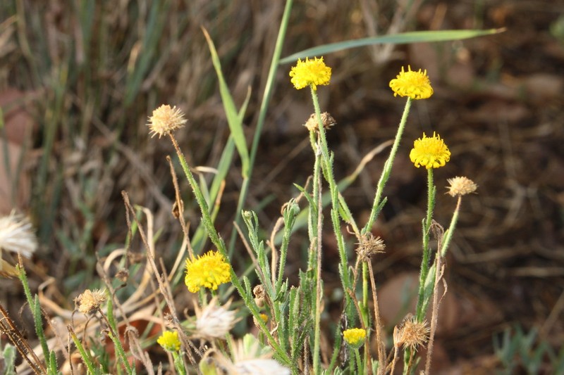 Calotis lappulacea photo 5