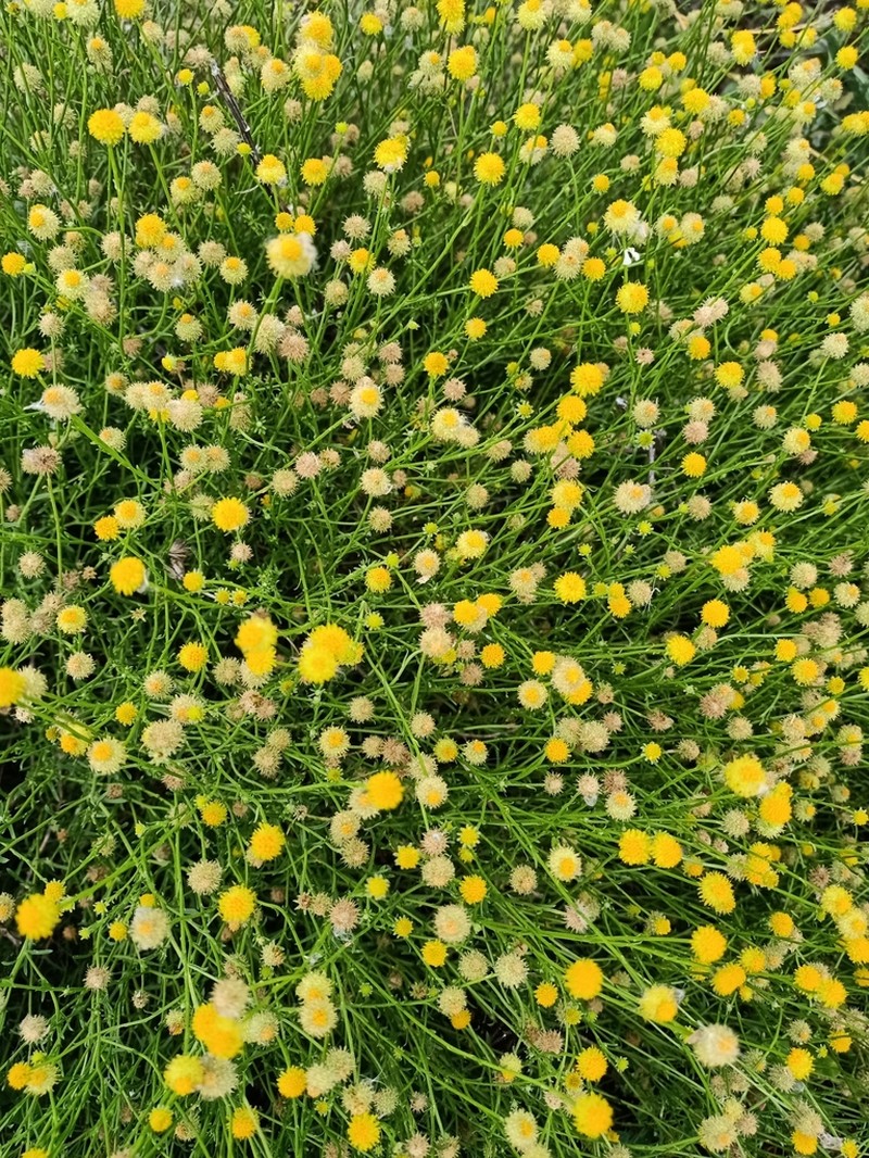 Calotis lappulacea photo 6
